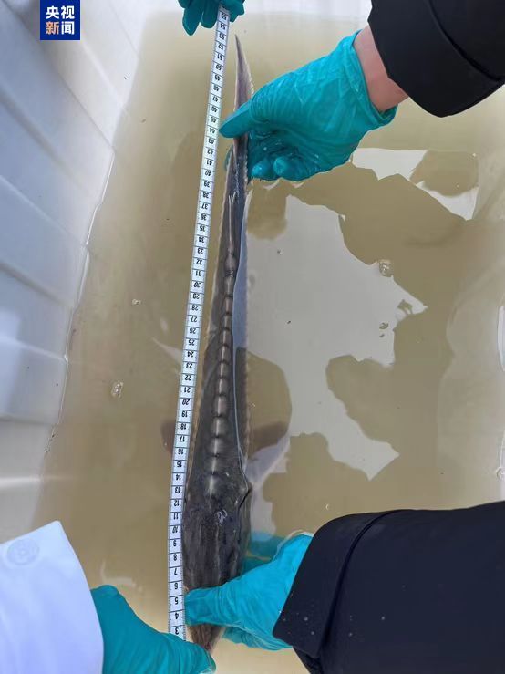 “水中大熊猫”再现 江苏如东海域发现一尾